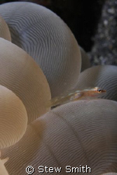 bubble coral goby. 60mm canon, woody diopter, full frame
... by Stew Smith 